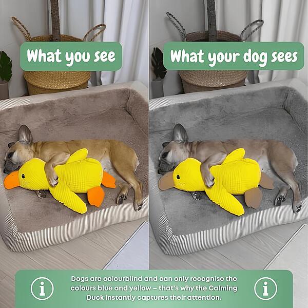 🦆Peluche calmante per cani con suono di starnazzamento – riduce l’ansia da separazione -923