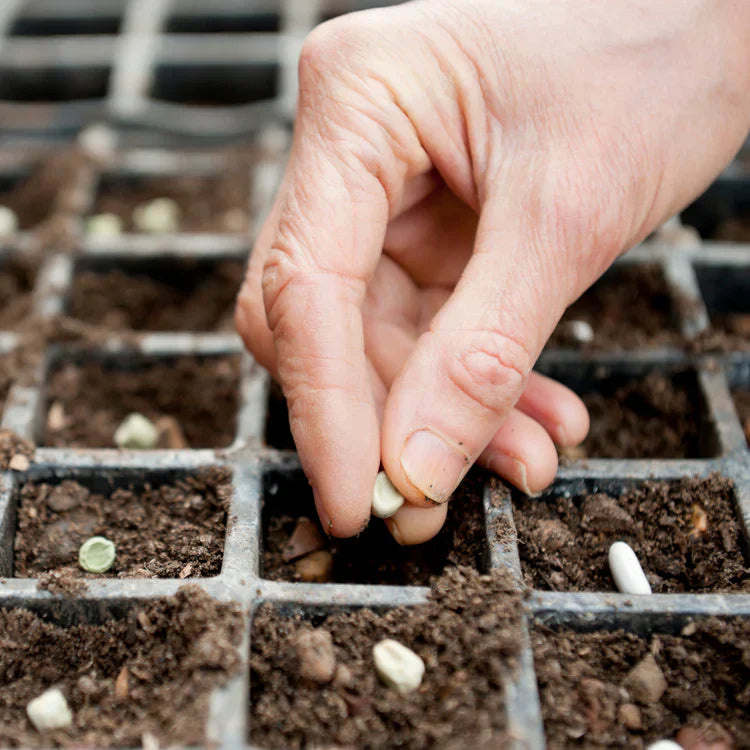 🏆Flash Sale 50K+ SOLD!🔥 Seed Starter Tray Kit-W18